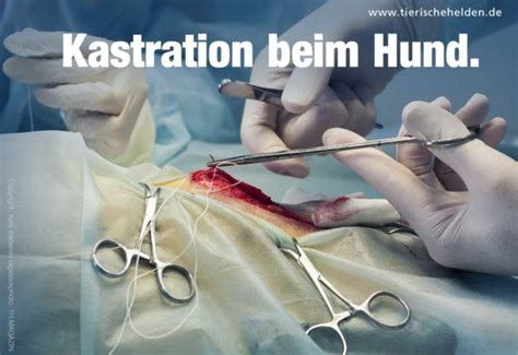 We did not find results for: Kastration bei Hunden: Kosten, Ablauf und Folgen