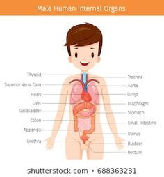 That is you can easily pronounce that words in your language. Anatomy of the human body gross view | pt | Human organ ...