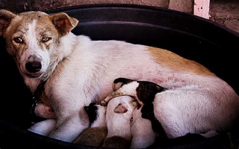 We did not find results for: Ask the Vet: How Many Litters Can a Dog Have? - Whelping Puppies