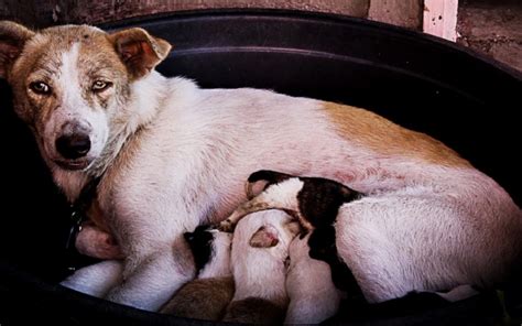 Veterinary partner recommends waiting until a female dog is at least 2 years old before breeding. Ask the Vet: How Many Litters Can a Dog Have? - Whelping ...