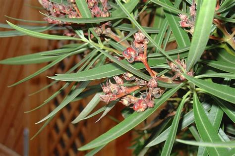 So gibt es die verschiedenen zeiten für einen rückschnitt: Was ist mit meinem Oleander? - Mein schöner Garten Forum