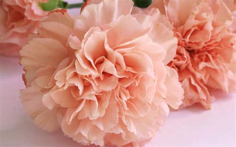 Choose from hundreds of free flower wallpapers. Free Download 25 Best Peach Flower HD Wallpapers 2015 Desktop Background