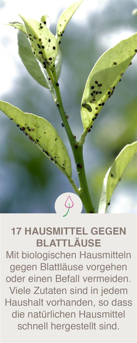 Blattläuse im garten können richtig lästig werden. Blattläuse bekämpfen | Schädlinge im garten, Hausmittel ...