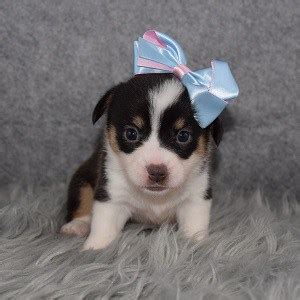 These pembroke welsh corgi puppies are friendly & energetic. Female Corgi Puppy for Sale Lilah | Puppies for Sale in PA ...