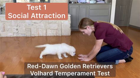 (you're looking for tolerance levels). Volhard Temperament Test / Red-Dawn Golden Retrievers ...