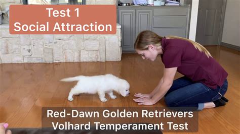 The quiz consists of 40 questions that simulate standard traits of human. Volhard Temperament Test / Red-Dawn Golden Retrievers ...