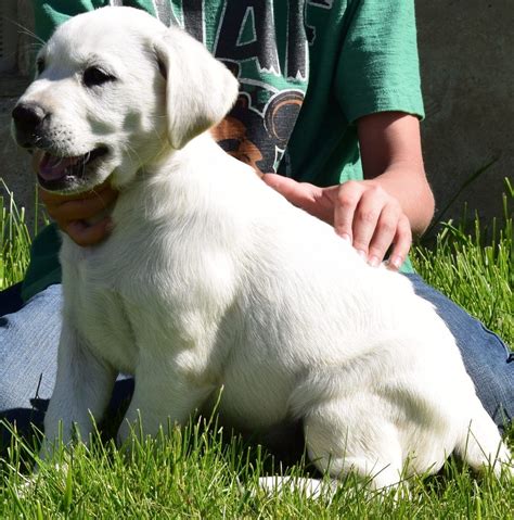 Keebler is adorable, just look at those green eyes and those one of a kind ears! Iris: A female English Labrador Retriever puppy for sale ...