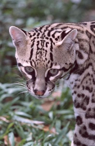 Depending on your lifestyle and preferences, you could want a cat to sit back wait until his or her first birthday. Felidae - cats, cheetahs, lions, tigers, leopards ...