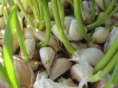 Most formulations of this bacterium are sold as a liquid or wettable powder that you dilute with water and then spray on the plants you want to protect. Healthy bunch of garlic cloves in 2020 | Grow garlic ...