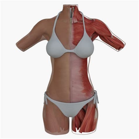 Discover the muscle anatomy of every muscle group in the human body. 3d model muscle anatomy female torso