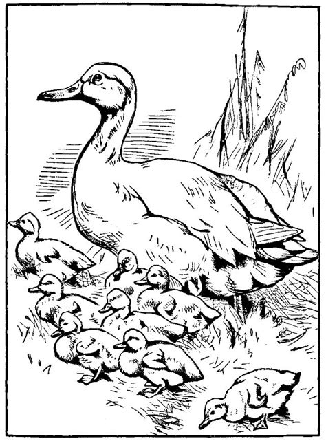 Print and color spring pdf coloring books from primarygames. Printable mother duck and baby ducklings coloring page ...