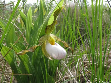 Cypripedium candidum — id 24846 symbol key cyca5 common name white lady s slipper family orchidaceae category monocot division. Cypripedium candidum