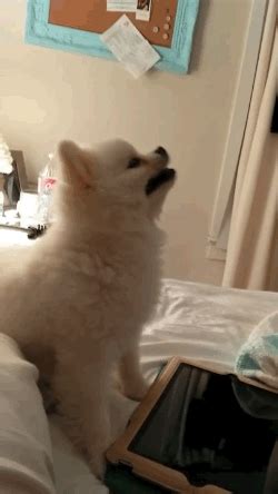 Epic pomeranian puppy sneeze (original). This Pomeranian Has The Most Epic Sneeze For Such A Small Pup | Cute pomeranian, Pomeranian ...