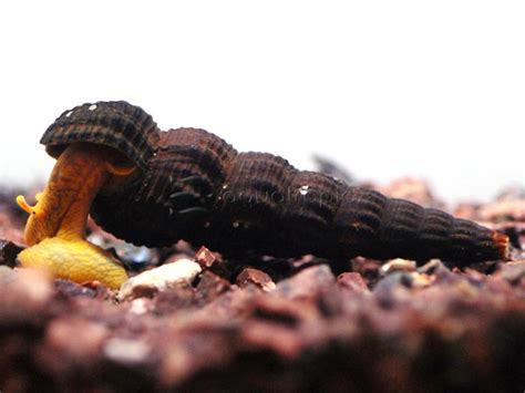 A volcano is an opening in earth's crust where magma breaks through, raining down molten rock, ash and gases. Orange Volcano Rabbitsnail (Tylomelania sp.) | Aquatropic