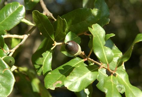 Live oak trees shed their leaves every year in the spring which are quickly followed by new leaves giving them an evergreen appearance. Dirt Doctor - Library Topics