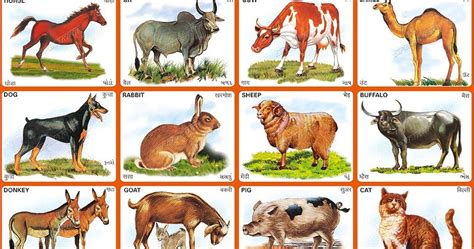 First of all, that's just a fun name to say. Chart 118 - Domesticated Animals 1 | Animals, Animals ...