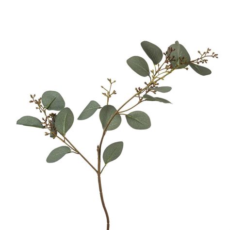 Jade flower progessing to bonsai containing plant, background, and white. Image result for eucalyptus leaves | Faux plants ...