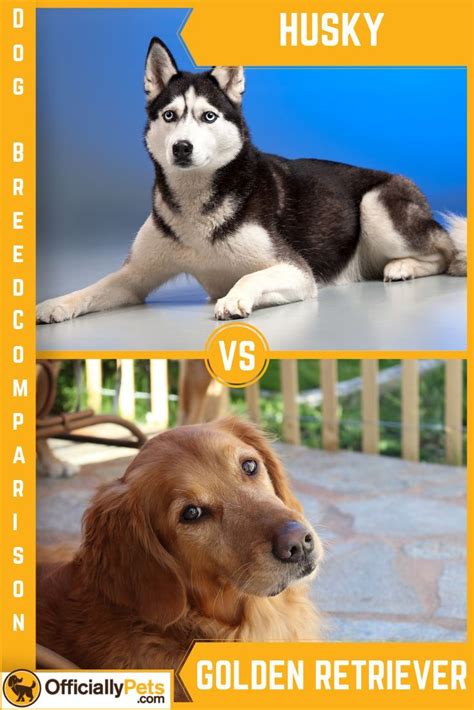 Probably food, toys and/or praise. Husky vs Golden Retriever - A Detailed Comparison of Both ...