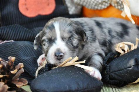 Below is the list of puppy for sale ads on our site. AKC Miniature American Shepherd puppies for Sale in ...