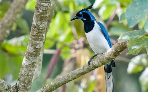 Check spelling or type a new query. Black-throated magpie jay - Viva Natura field guide