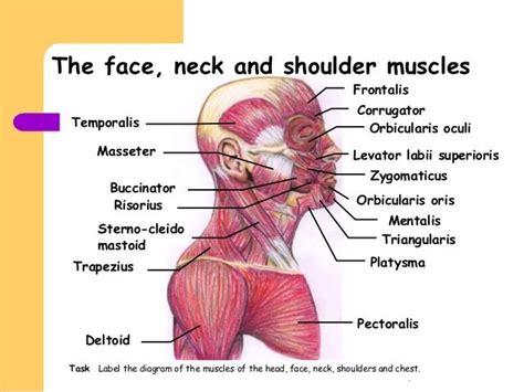 Human neck muscles diagram neck muscle anatomy health medicine and anatomy reference. exercises for tense jaw muscles - Google Search | Muscle ...