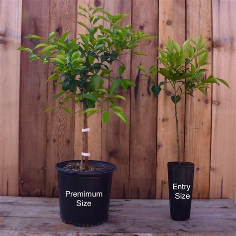 For more information about the lowest. Eureka Semi-Dwarf Lemon Tree | Kumquat tree, Mandarin tree ...