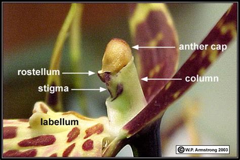 We did not find results for: Flower Terminology (Part 1)