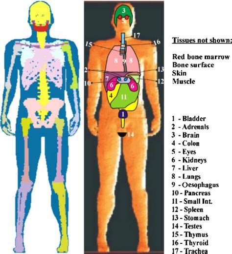 Items portrayed in this file. Male Anatomy Diagram Front View : Human stomach anatomy ...