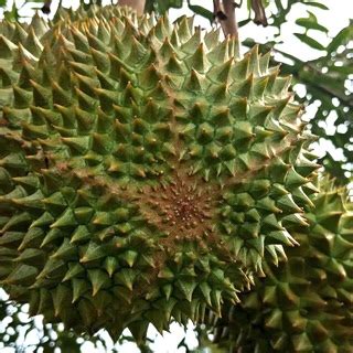 Dagingnya tebal dan lembut, aromanya wangi 3. Baja Khas Pokok Durian 25kg ( LENGKAP 13 NUTRIEN DI ...