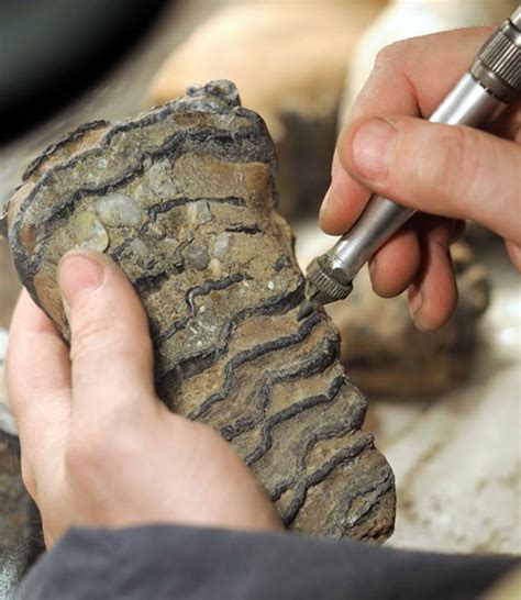 Relative dating is based on other items found near the fossil, while radiometric dating is based on the fossil itself. Radiometric Dating - The Biology Book: From the Origin of ...