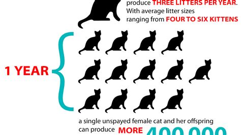 The cost of cat neutering differs from vet to vet and where you are located. Price To Neuter A Cat - Cat Choices