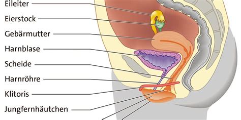 Weibliche geschlechtsorgane sind alle organe, die mit der fortpflanzung zusammenhängen, von den eierstöcken im inneren des kleinen beckens bis zu den von außen sichtbaren großen schamlippen. Pin auf Interesting, Isn't It?