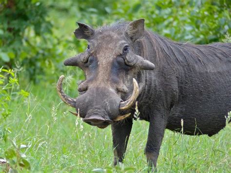 We did not find results for: Warthog/Phacochère/Phacochoerus africanus en 2020 | Animaux de la savane, Phacochère ...