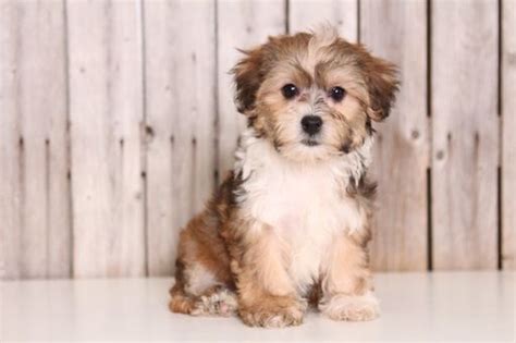Feel like you need a pet that none else has? Pomeranian Poodle Mix Puppies For Sale Near Me - Pets Lovers