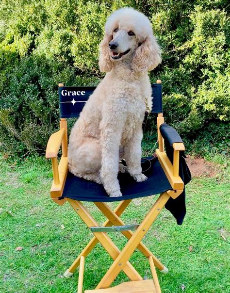 Rick (joey lawrence), a retired police officer, is despondent over a personal loss and contemplates a dramatic decision of which will change his life forever. Grace filming a 2020 movie. in 2020 | Poodle, 2020 movies ...