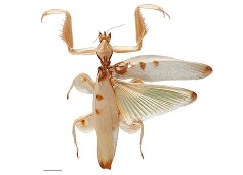 Orchid Mantis Male Lifespan