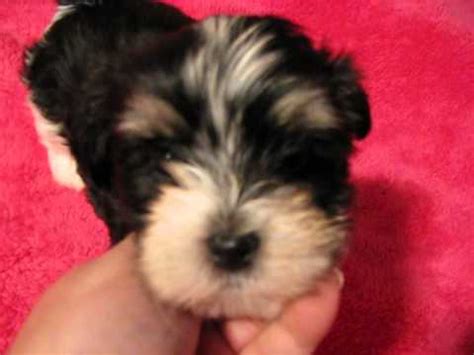 Havanese dogs of nc, supply, north carolina. About Havanese, non shedding dogs, small, puppies, puppy ...