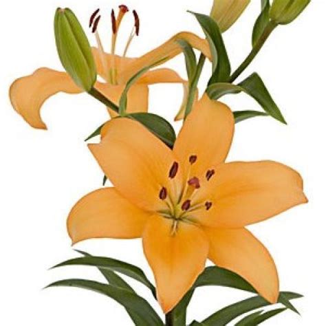 Check spelling or type a new query. Wholesale Lily Peach 3-5 Blooms | Wholesale flowers ...