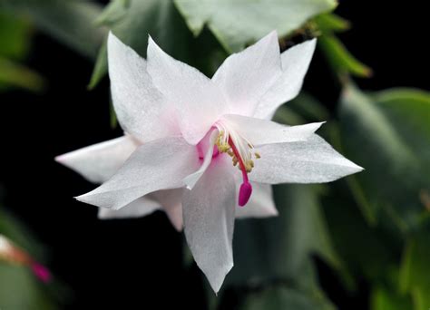 The easter cactus, named for its vibrant springtime blooms, is a popular houseplant among indoor gardeners. Christmas Cactus, A Great Gift Idea | Stutzmans Greenhouse ...