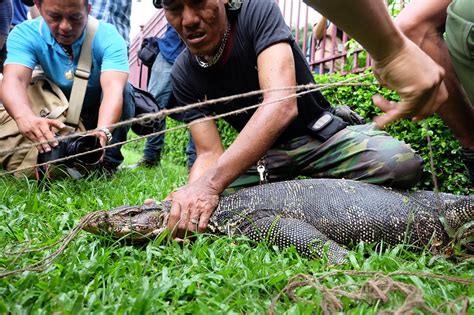 Currently they say that countries in level four. Bangkok hat die Jagd auf die Warane im Lumpini Park ...