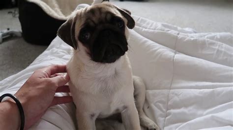 Puppy sleep training happens little by little. Pug puppy can't sleep for hiccups! - YouTube