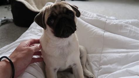 Puppies get so excited about food time! Pug puppy can't sleep for hiccups! - YouTube