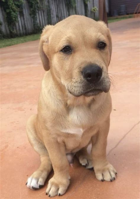 Golden retriever,rottweiler male adoption baton rouge,la. Pin by Des D.Y. on Puppies in 2020 | Golden retriever mix, Pitbull mix puppies, Pitbull puppies