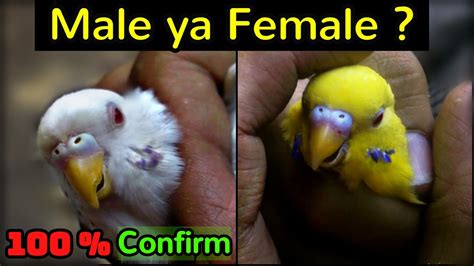 It is shorter in females than in males, but there are other details you need to take into account. FALLOW BUDGIES ma Male or Female ka 100% Farak - YouTube