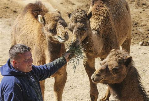 We are pleased to announce the birth of a female dromedary camel to parents, kya and walter. PHOTO: Sally, June, Stella are Little Rock Zoo's new camels