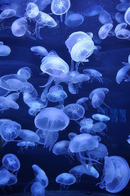 Invertebrates are animals that don't have a backbone. What Do Jellyfish Eat? Do Have Brains? and All Types of it ...