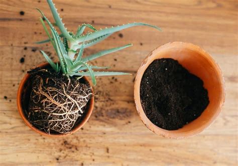 Откройте скобки и переведите предложения. Repotting Succulents: The Ultimate Guide - BigBoyPlants