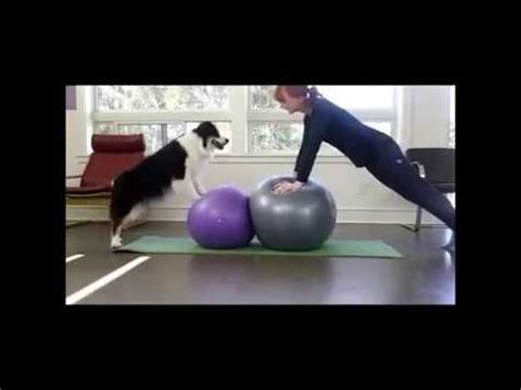 Doing yoga with your dog can be a wonderful bonding experience. Dog The Yoga Teacher | Dog Is Doing Yoga With His Owner ...