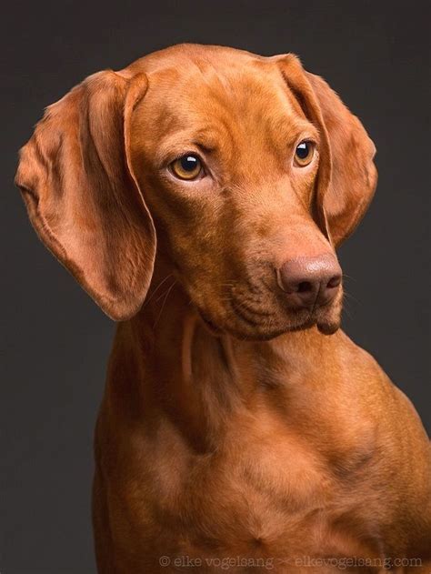 * both parents are o.f.a. Pin by Virginia A. Witman on Vizsla | Vizsla dog breed ...