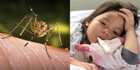 It is named after the angles, one of the ancient germanic peoples that migrated to the area of great britain that later took their name, england. Japanese Encephalitis (JE) Boleh Sebabkan Radang Otak ...